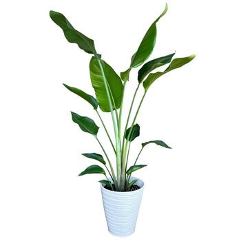 ストレチア オーガスタ 観葉植物 7号 陶器鉢 ストレチア オーガスタ 観葉植物 7号 陶器鉢
