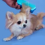 PET TEEZER ラージ&スモール ハードタイプ 2個セット