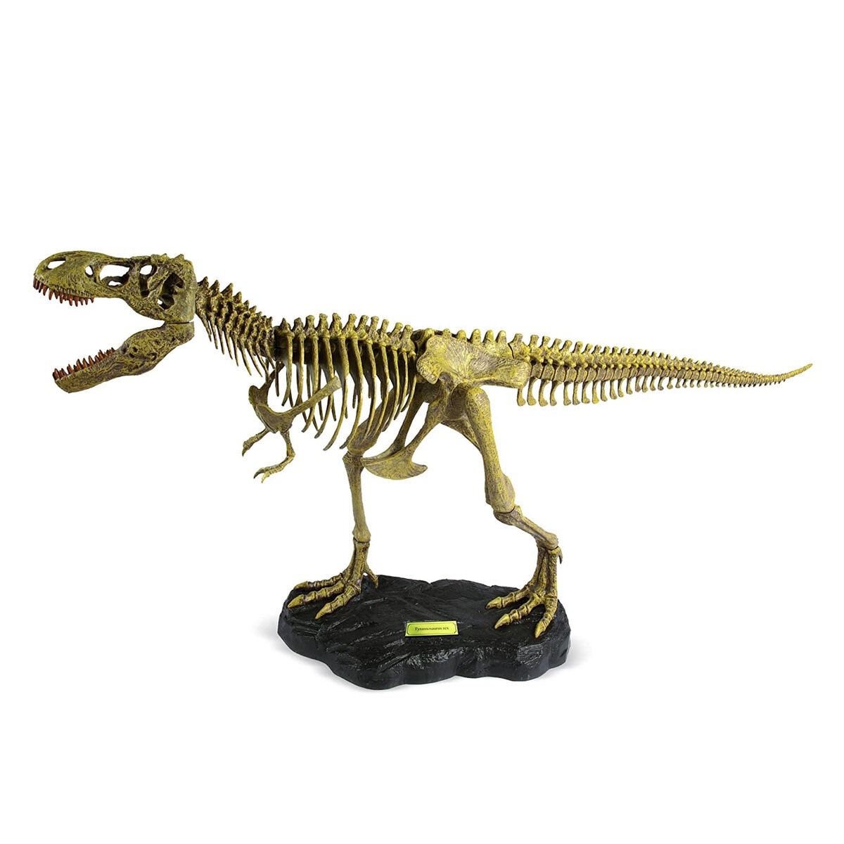 ジオワールド ティラノサウルス 骨格模型 | Costco Japan